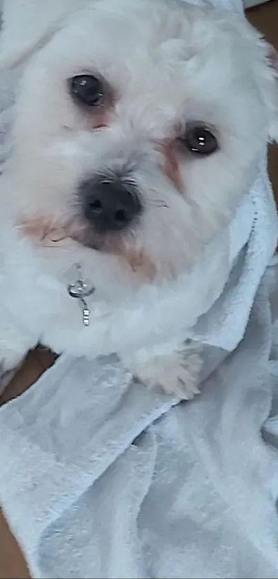 Adorable white dog wrapped in a cozy blanket on the floor.