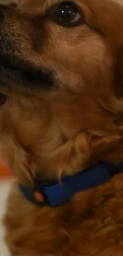 Cute brown dog with a blue collar looking upwards.