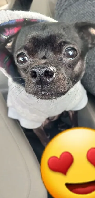 Adorable black dog with hoodie and heart emoji in a car.