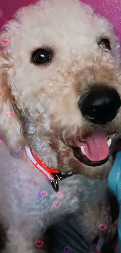 Adorable dog with hearts on pink background.