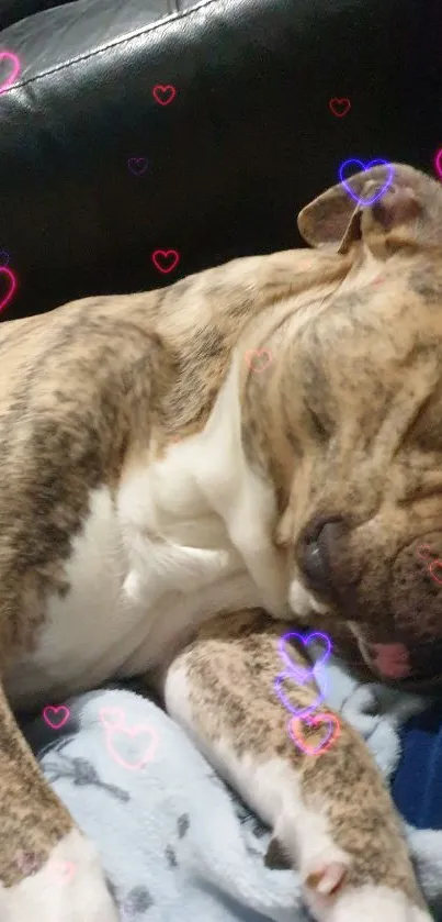 Snuggling dog with colorful heart overlays.