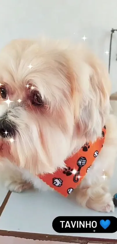 Cute dog with orange bandana, sparkles, and light background.