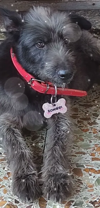 Adorable black dog with red collar on tiled floor.