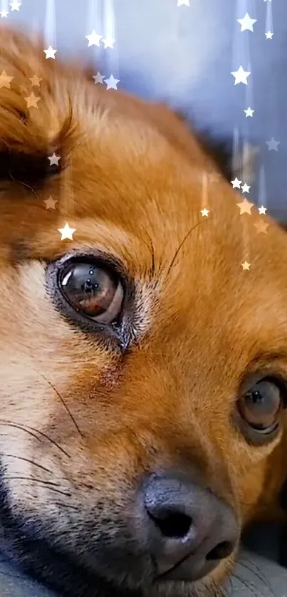 Cute dog with a starry overlay on a wallpaper.