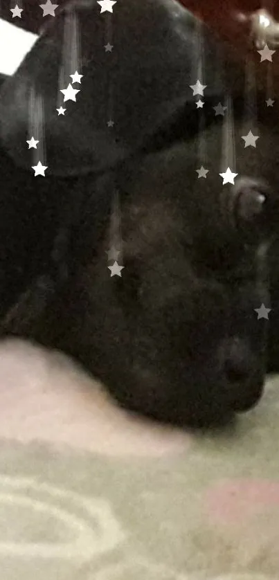 Cute dog with a starry overlay on wallpaper.