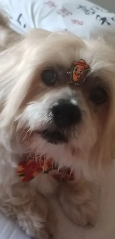 Adorable fluffy dog with a cartoon sticker on its forehead.