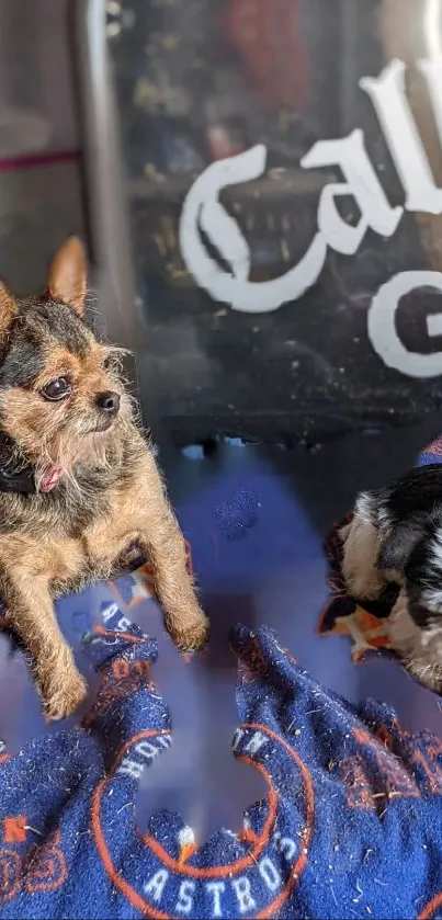 Adorable dogs resting on an Astros blanket.