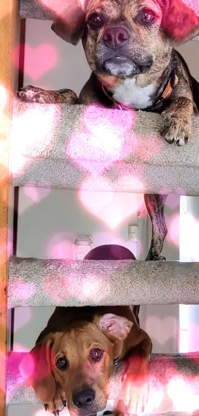 Two adorable dogs peek through carpeted stairs in a cozy home setting.