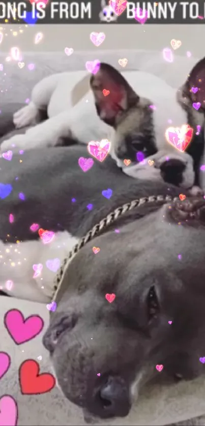 Adorable dogs lounging on a couch with hearts.