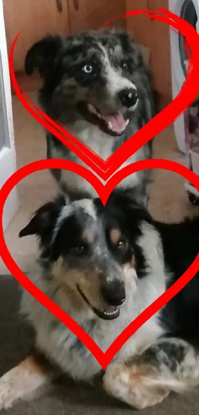 Two adorable dogs with red heart frames.