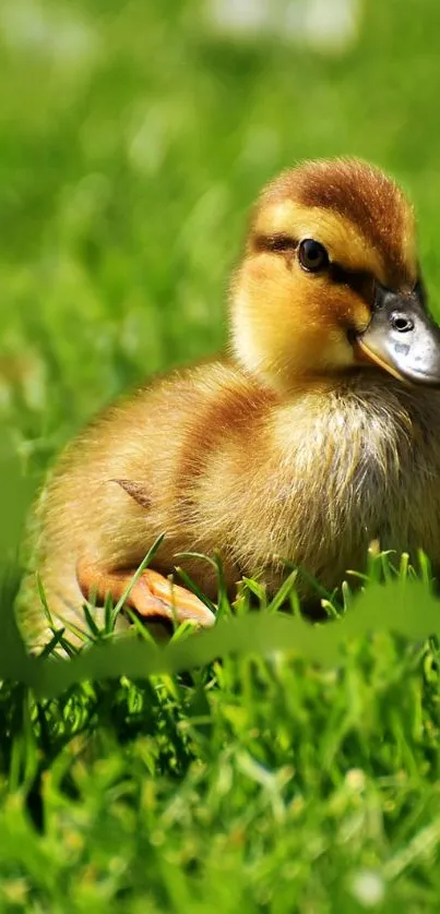 Adorable duckling resting on green grass in a serene nature setting.