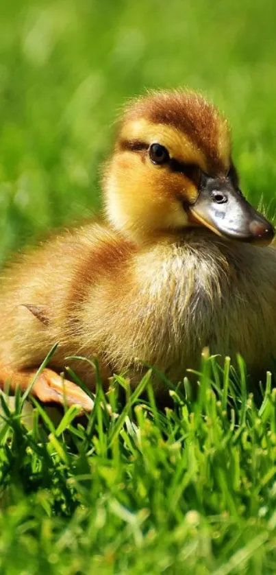 Adorable duckling sitting in lush green grass with soft natural light.