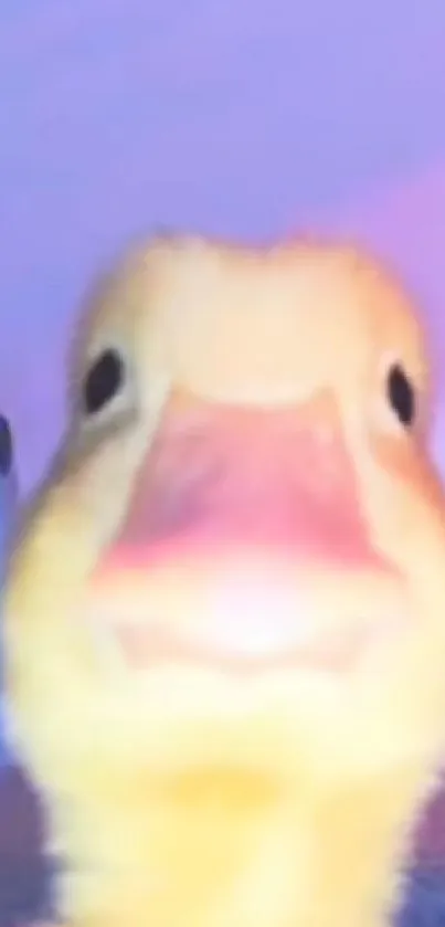 Close-up of an adorable yellow duckling against a bright background.