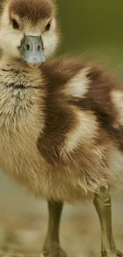 Close-up of a fluffy brown duckling on a blurred natural background.