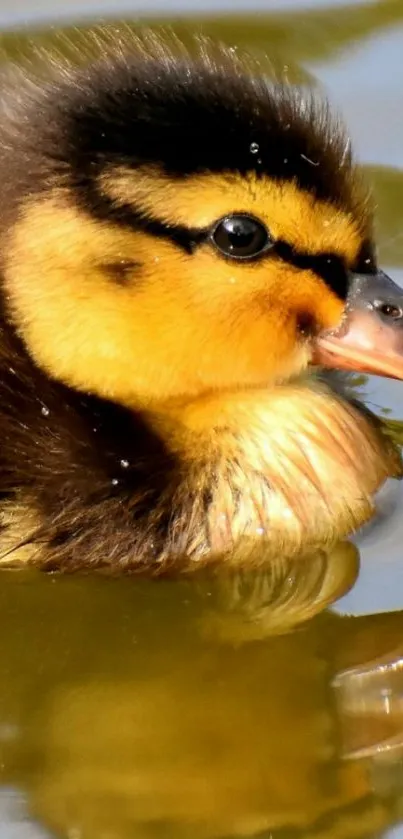 Adorable duckling swimming on water in this cute mobile wallpaper.