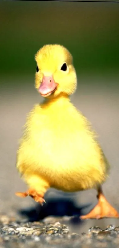 A cute yellow duckling standing on a path.