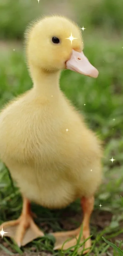 Cute duckling with sparkles on green grass wallpaper.