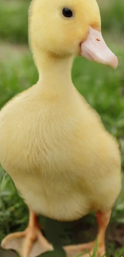 Adorable yellow duckling standing on green grass.