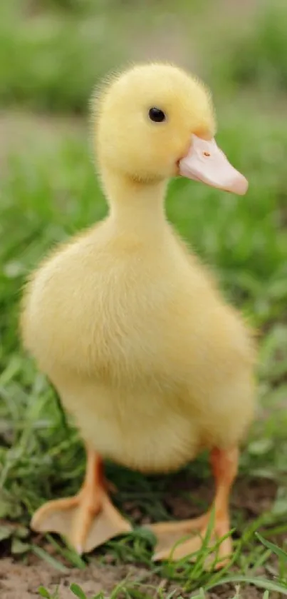 Cute yellow duckling standing in green grass.
