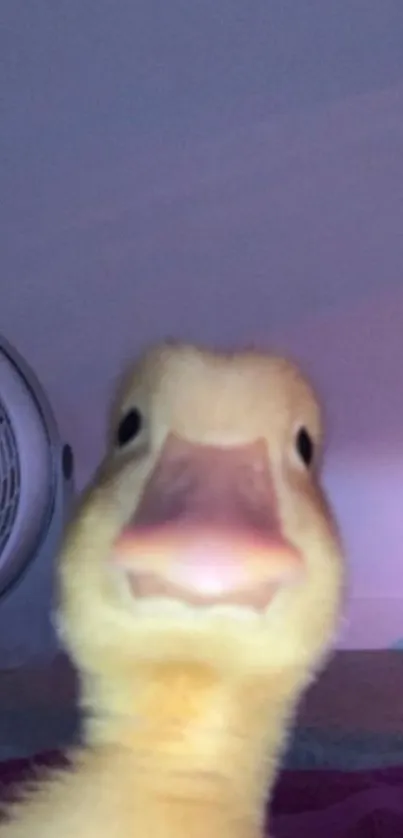 Cute duckling looking directly at camera with a playful expression.