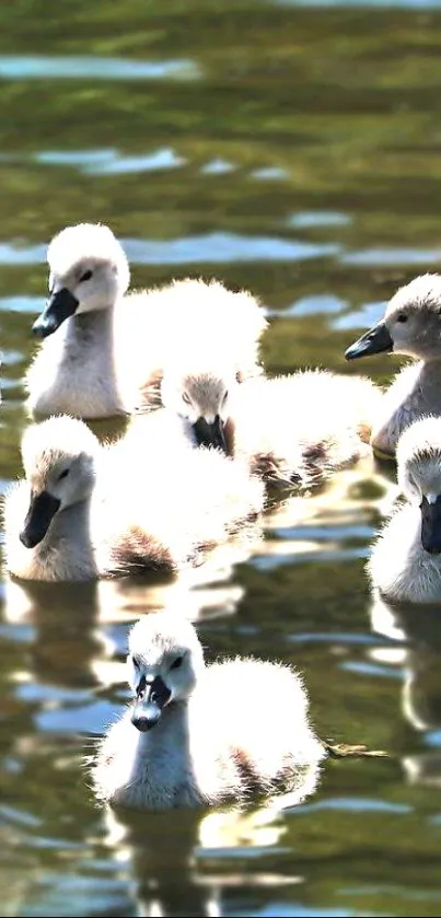 Cute fluffy ducklings swimming in tranquil water.