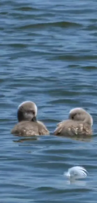 Cute ducklings floating on a blue lake.