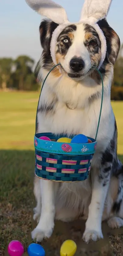 Dog with bunny ears and Easter basket of eggs.