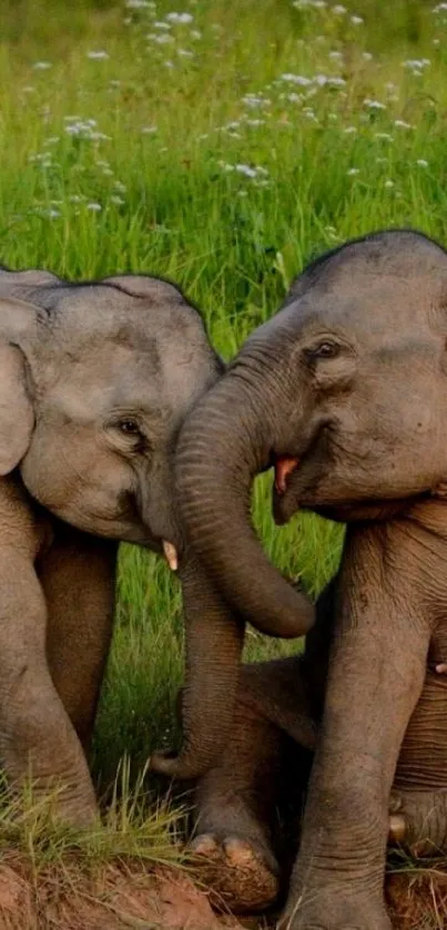 Two playful elephants in a grassy field.