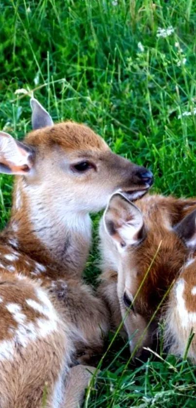 Cute fawns cuddling in a green meadow with grass and wildflowers.