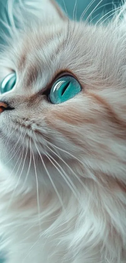 Adorable kitten with blue eyes wallpaper.