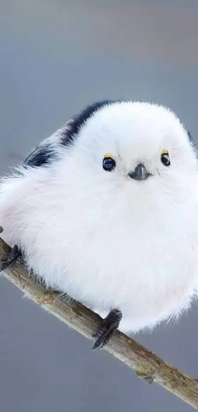 Cute fluffy bird perched on a branch in serene nature setting.