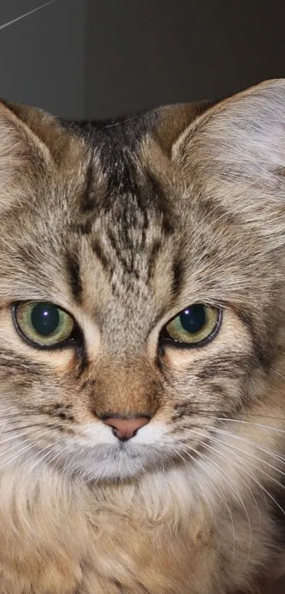 Close-up portrait of a fluffy, adorable golden brown cat.