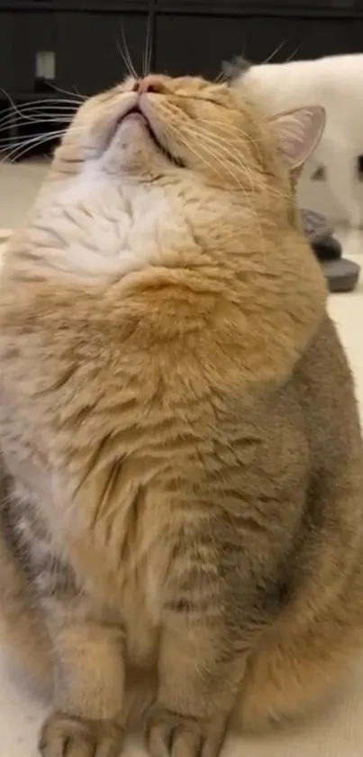 Chubby cat looking up with eyes closed, showcasing fluffy fur.