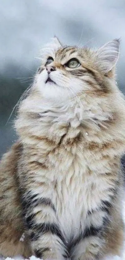 Fluffy cat sitting in snowy landscape, gazing upwards.