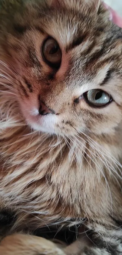 Adorable fluffy cat with green eyes on a cozy background.