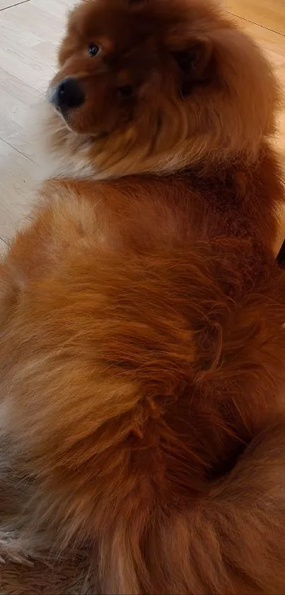 Adorable fluffy dog lying on a cozy rug indoors.