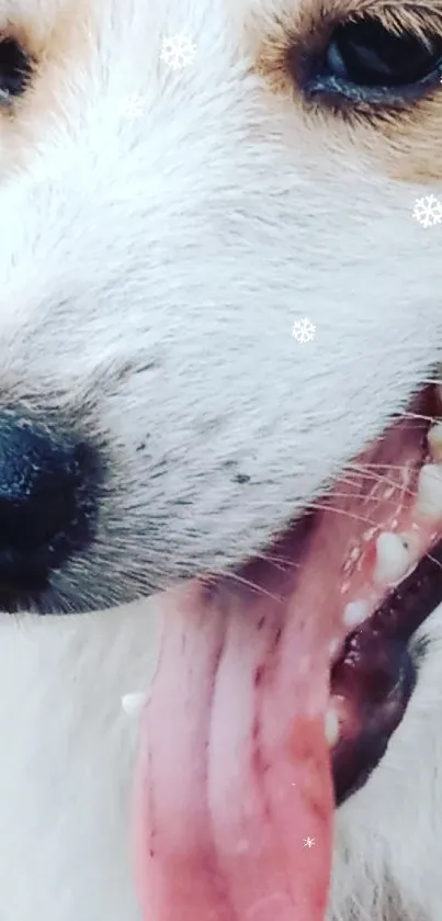 Close-up of a fluffy dog with a playful expression and white fur.