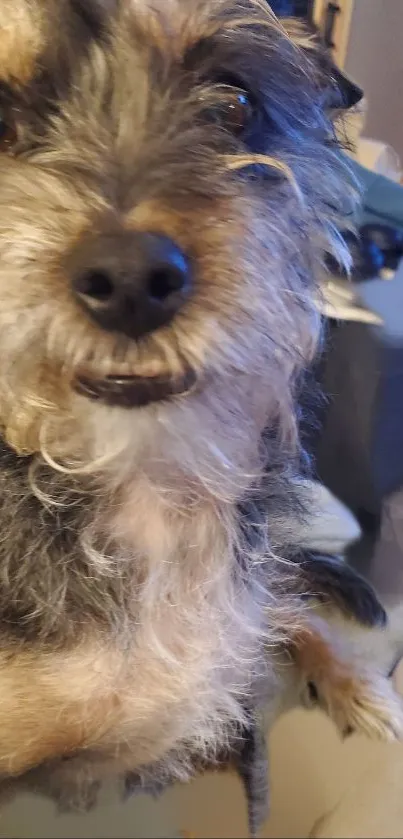 Close-up of a fluffy dog with a charming expression.