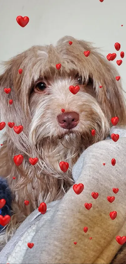 Adorable fluffy dog laying on a cozy couch.