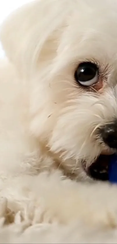 Adorable fluffy dog with a blue toy