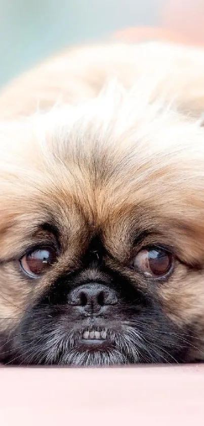 Adorable fluffy dog lying down on a soft surface, with a blurred background.
