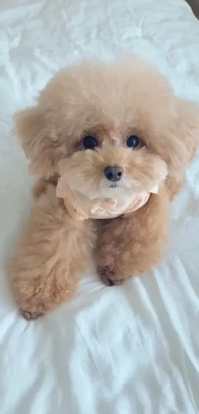 Adorable fluffy dog sitting on a white blanket.