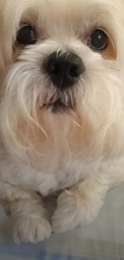 Adorable fluffy white dog on a striped background.