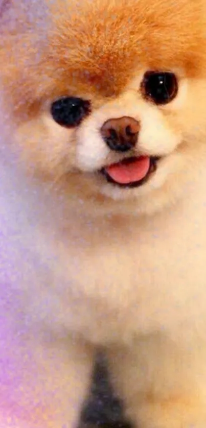 Cute Pomeranian dog with fluffy fur looking happy against a soft background.