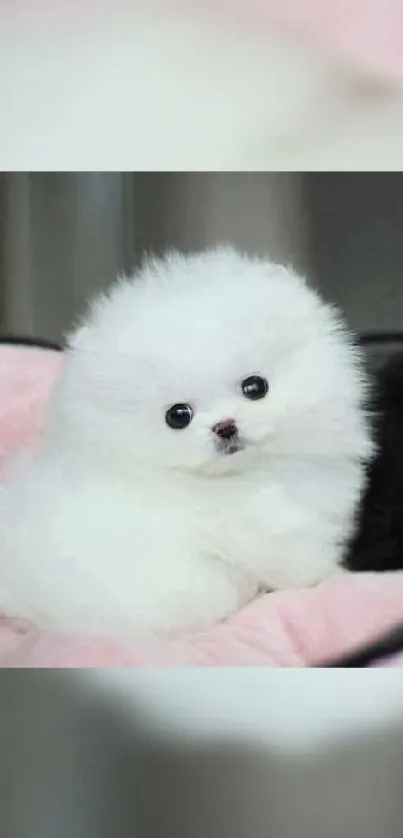 Cute fluffy white dog on a pink and black blanket.