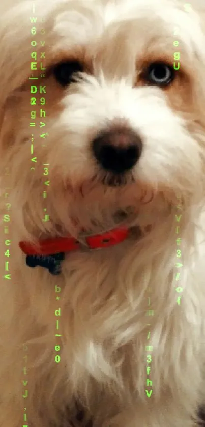 Fluffy white dog with red collar on a patterned rug.