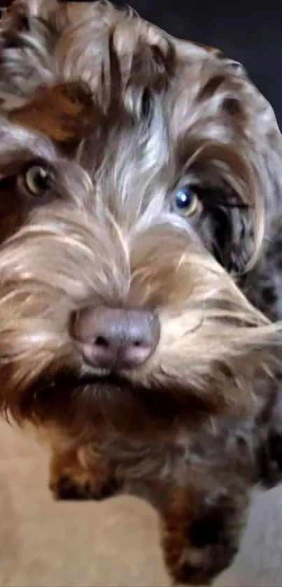 Adorable fluffy brown dog with captivating eyes.