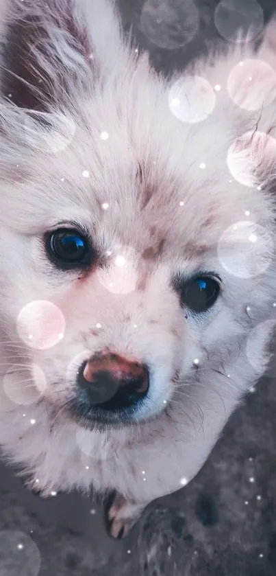 Adorable fluffy dog with dreamy light effect.