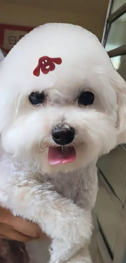 Adorable white fluffy dog with a stylish haircut poses for a cute wallpaper.