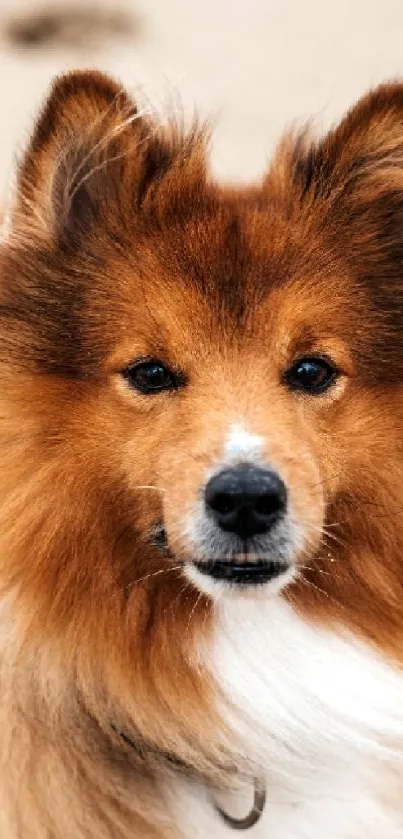 Adorable fluffy Shetland Sheepdog portrait on a soft background.